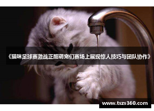 《猫咪足球赛激战正酣萌宠们赛场上展现惊人技巧与团队协作》